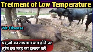 Tretment of Low Temperature in Cow Buffalo||पशुओं के शरीर का तापमान कम होने पर इलाज ऐसे करें