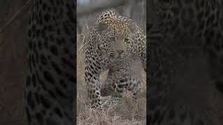 Hosana Hunting