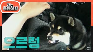 일촉즉발♨.. 차에서도 입질을 하는 몽구?!  [개는 훌륭하다/Dogs Are Incredible] | KBS 220627 방송