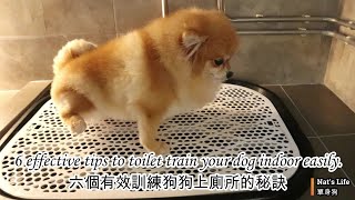 6 tips to toilet train dog. 6個訓練狗狗上廁所的秘訣