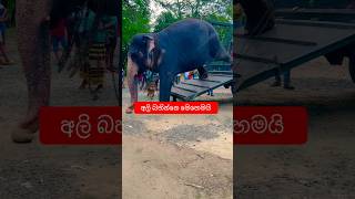 ඇත්තුත් දැක්කා මේවගෙ ඇත්තු නොදැක්කා🥰 Elephant getting down from the lorry 😘 #foryou #goviral