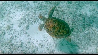 Coral Reef Escapades part 1: Tulum