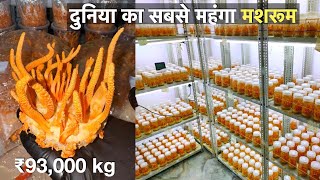 How to Earn 20 lakhs from Cordyceps mushroom farming at home / profitable mushroom farming