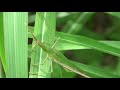 30秒の心象風景20247・イネ科の野草の葉に～ショウリョウバッタ～