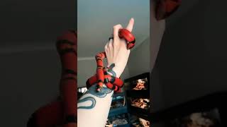 Snake in Man Hand Very cute snake video 😍 #snake #ytshort #short