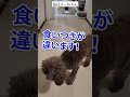 【毎日スーちゃん】おやつがリンゴだとレベルの違うテンションを見せるスーちゃん。 shorts dog トイプードル チワワ doglover 犬