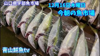 【山口県宇部魚市場】今朝の魚市場12月16日木曜日の水揚げ状況！