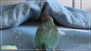 ウロコインコ：チビハル 【気になる隙間 Part1】 Conure: Interested in the gap between the cushion Part 1