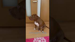 ピットブルがいかに番犬に向いてるかがわかる動画#shorts