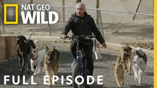 Dogs v Cats (Full Episode) | Cesar Millan: Better Human Better Dog