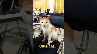 Cute cat - ikut-ikut Bimtek juga #kemenag