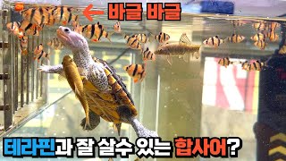 테라핀 수조에 당신의 합사어들이 전멸을 당하는 이유!