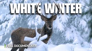 How Wildlife Survives the Harsh Winter in the Alps | Full Documentary | Autentic Nature