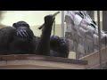 カズミと生後4か月のヨツバ ちゃん 52 kazumi u0026 4 month baby yotsuba chimpanzees