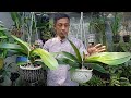 Helah mudah menjadikan orkid phalaenopsis sebesar ini