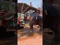 ഒരു കുളിസീൻ കണ്ടാലോ🫣 viralvideo trending shortfeed shorts animals elephant youtubeshorts