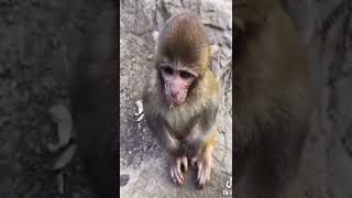 Baby ko bhukh lagi hai 🥺😓 monkey #shorts #short #shortvideo #shortsvideo #monkey
