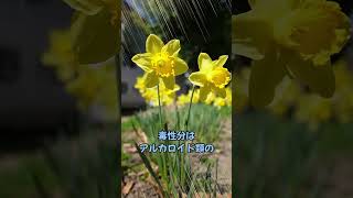 【実は危険な植物】スイセン #shorts