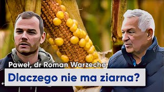 Dlaczego KUKURYDZA nie ma ziarna? Niewypełnione kolby. | e-pole do popisu #125