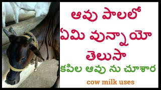 ఆవు పాల వలన ఉపయోగాలు || కపిల ఆవును చూశార || cow milk uses in telugu