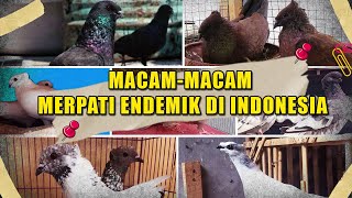 MACAM-MACAM MERPATI ENDEMIK DI INDONESIA