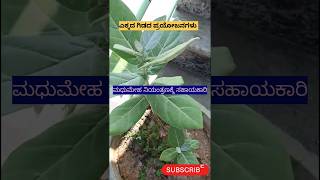 ಎಕ್ಕದ ಗಿಡದ ಪ್ರಯೋಜನಗಳು/ekkada gidada prayojanagalu#youtube #shortsviral #viral #health