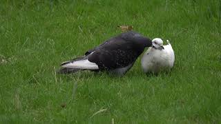 Feral Pigeon courtship