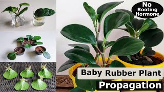 3 Easy Ways to Propagate Your Baby Rubber Plant (Peperomia obtusifolia) | Pepero