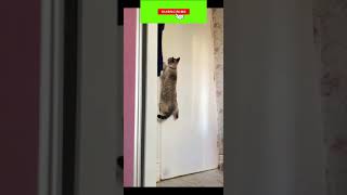 Funny cat | cute cats and dogs reaction animals doing funny things #funnycats #shorts #cats #298