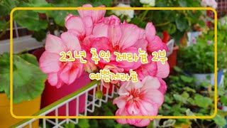 21년 예쁜 제라늄 추억 2부