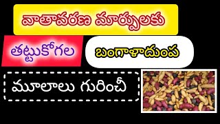 బంగాళాదుంప గురించి కొన్ని మాటల్లో||potato origin||@Thinkbrightthoughts88 ..