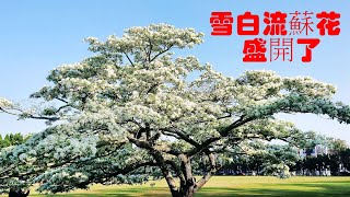 雪白流蘇花盛開了！2024.03桃園龍潭水利署北區水資源局大草坪 Snow-white tassel flowers are in full bloom