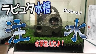 【アクアリウム　プレミアムシードの水草生えた！そして注水　ラピュタ水槽④】（くろねこチャンネル）