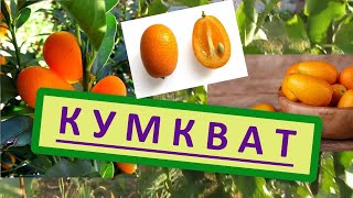 Всё о Кумквате - Кинкан, Китайский мандарин. Как вырастить Кумкват в домашних условиях