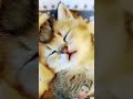 cat kitton kitten minuet cute pets 可愛い niedliches かわいい子猫 gattino