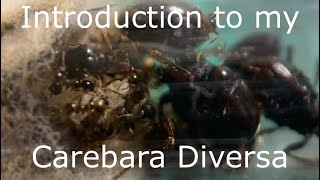 Introduction to my Carebara Diversa