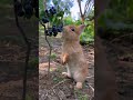 little rabbit eating blueberries cute pet debut plan rabbit cute pet