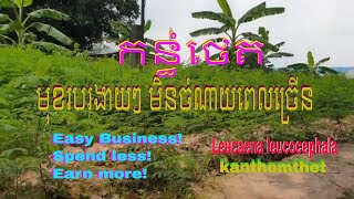 Ep78:មុខរបរងាយៗដាំកន្ធំថេតបីថ្ងៃរកចំណូល២០ម៉ឺន៛|Easy business, grow kanthomthet in 3days, earn R200K|