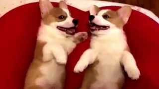 Corgi DADA and. DUODUO(大大多多兩個月大～超可愛)