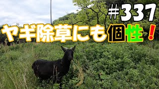 ヤギ除草にも個性あり！性格がでるヤギの草刈り  ＃３３７　おとぼけ山羊達に癒されて