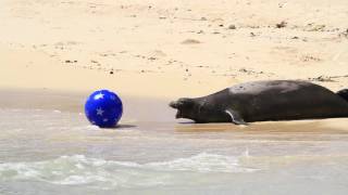 Hawaiian Monk Seals - Rocky defends her pup