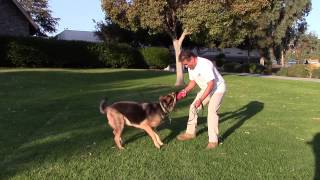 Sirius K9 Academy Basic Obedience Test Demonstration - Recess