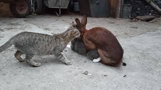 cat get's fucked by rabbit