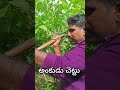 చిన్నపిల్లలు ఆడుకునే🥒🥒 toy చెట్టు అంకుడు చెట్టు virelshorts @dspsrinivas nature