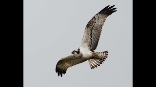 魚鷹俯衝抓魚 12月6日 osprey catching fish