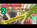 Pemupukan Kelapa Sawit || 2 Alasan Dolomite Dijadikan Pupuk Awal dalam Pola Pemupukan Kelapa Sawit |