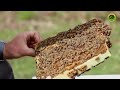 कैसे होता है मधुमक्खियों का जन्म honey bee lifecycle