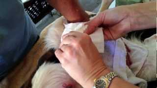 Jada Puppies 6-8-12 Jada Mastitis Treatment - 1080p.mov