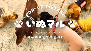 【神奈川愛犬イベント】ポップアップマルシェいぬマルで視聴わん様達に会ったよ〜🐶🐶💕2024.11.16ペットショップの売れ残りと元保護犬とお出かけ