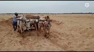 ఇసుక బండి లాగుతున్న నాటు ఎద్దులు # desi bulls pulling sand 👌🐂👌👌👌